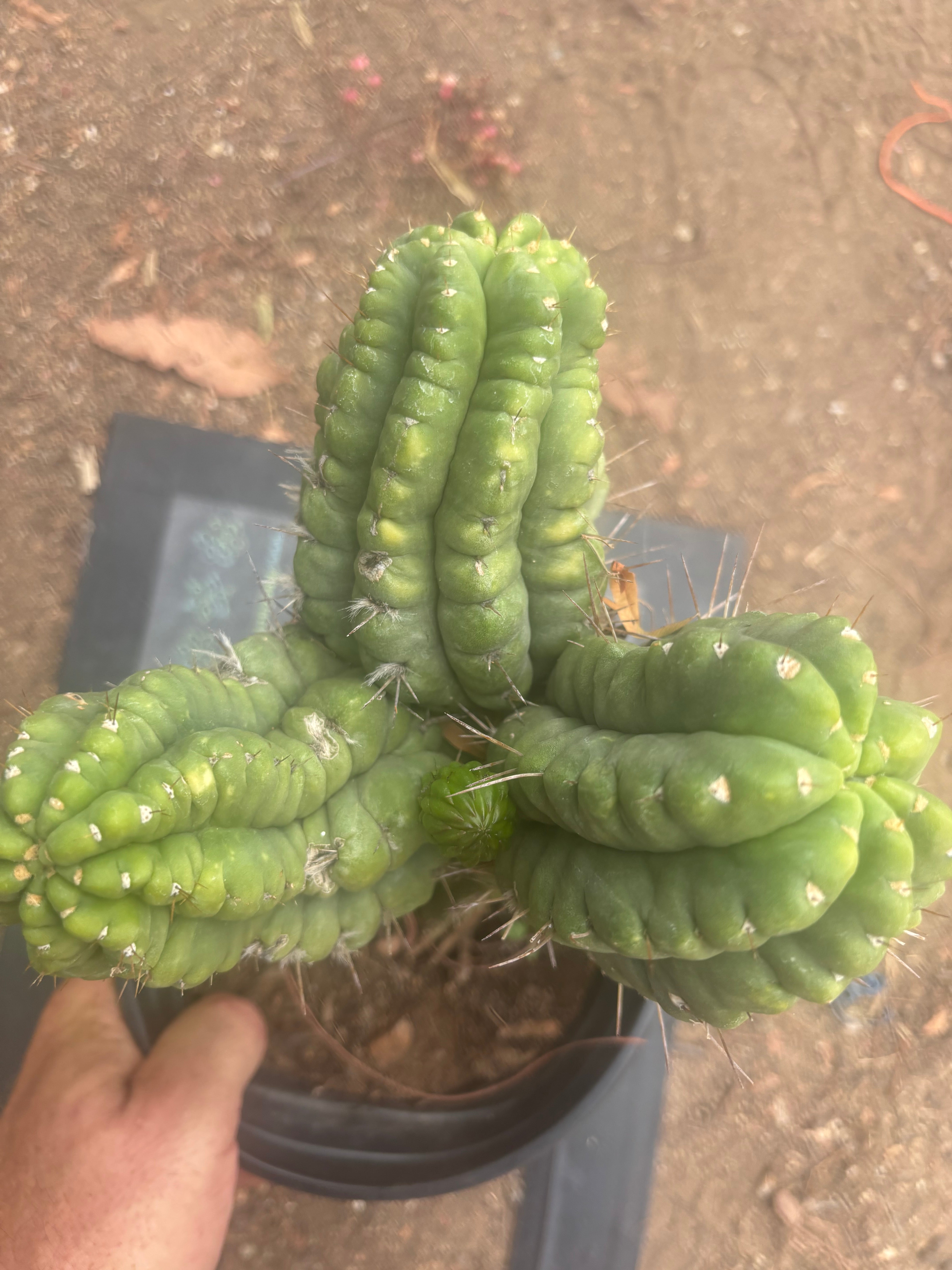 💎👑💎 Havran — XL Established Graft on Rooted PC