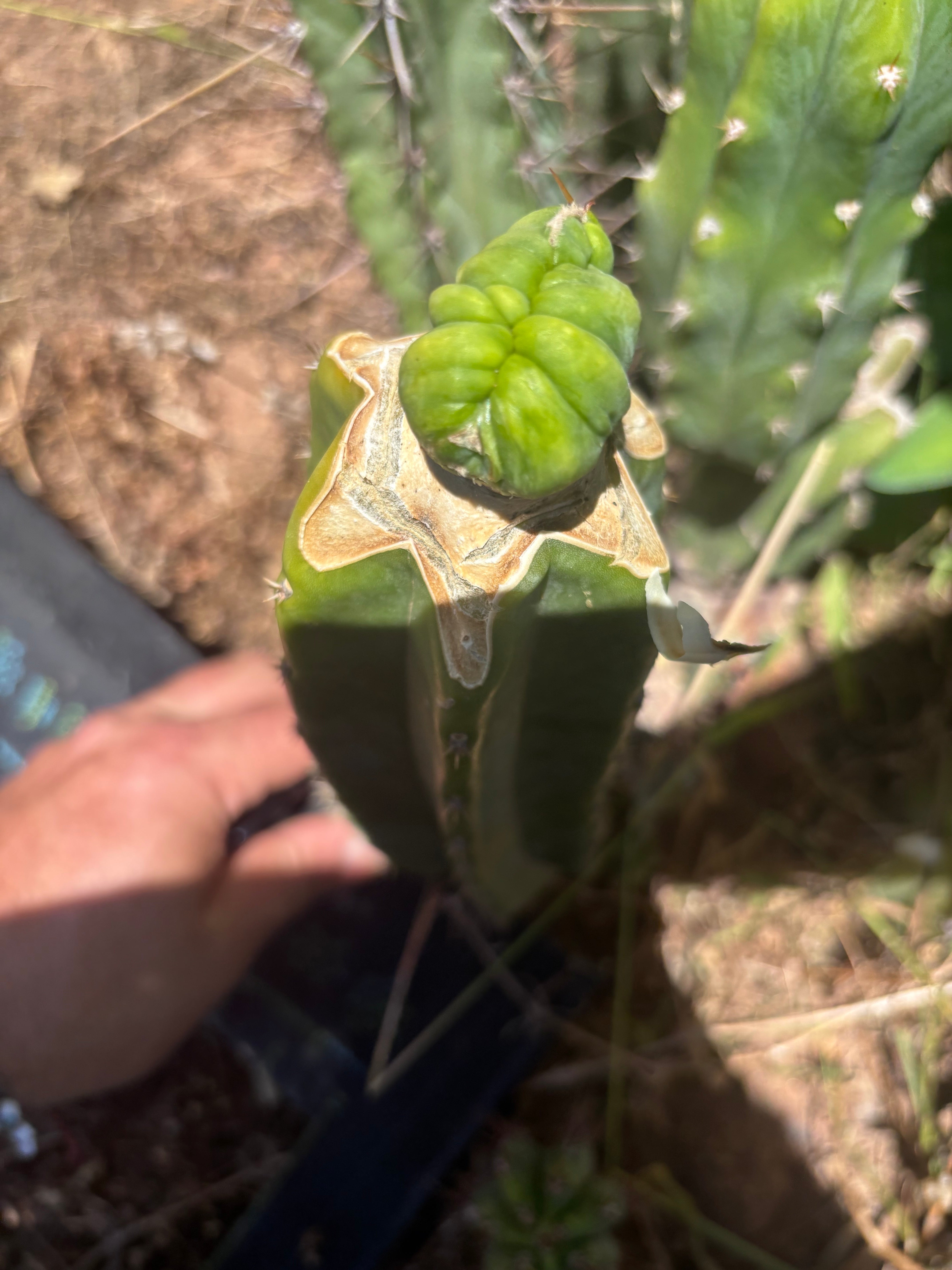 👑💎🌶️🌶️ TBMC — Established Graft