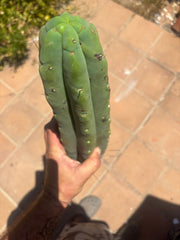 👑💎🌶️🌶️ Eileen — 16” Mega Tip (Blemish Discount)