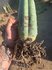👑🌶️ Ventucky Blue — Fully Rooted 14” Tip