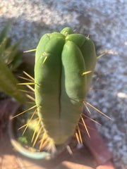 👑🌶️🌶️ Eileen — 14” Tip