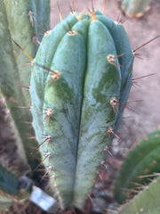 👑🌶️ Kimnach — Beefy 13” Pup
