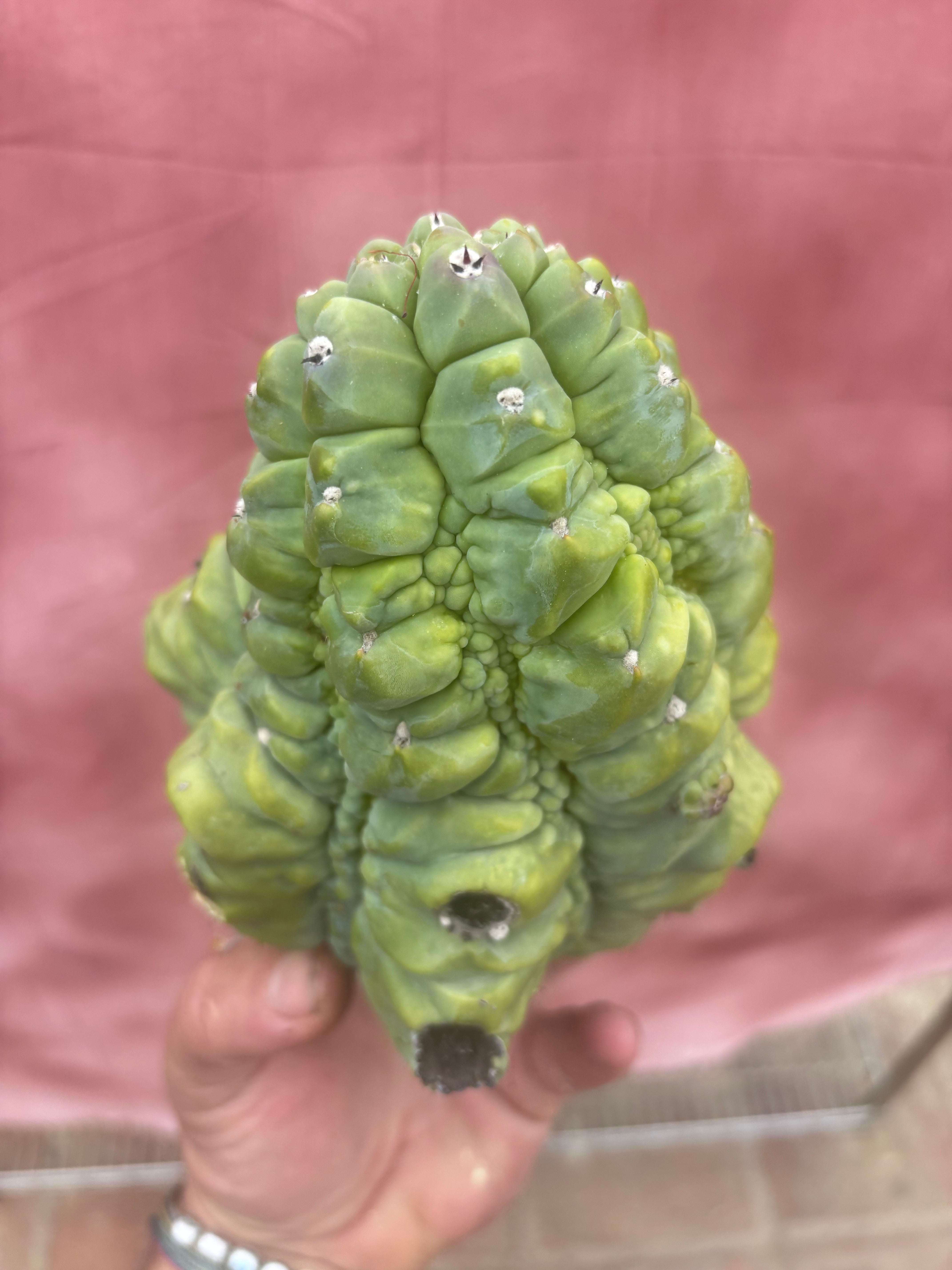 👑💎 BIG Glorp Chunk