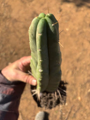 👑🌶️🌶️ Eileen — Rooted 14” Tip