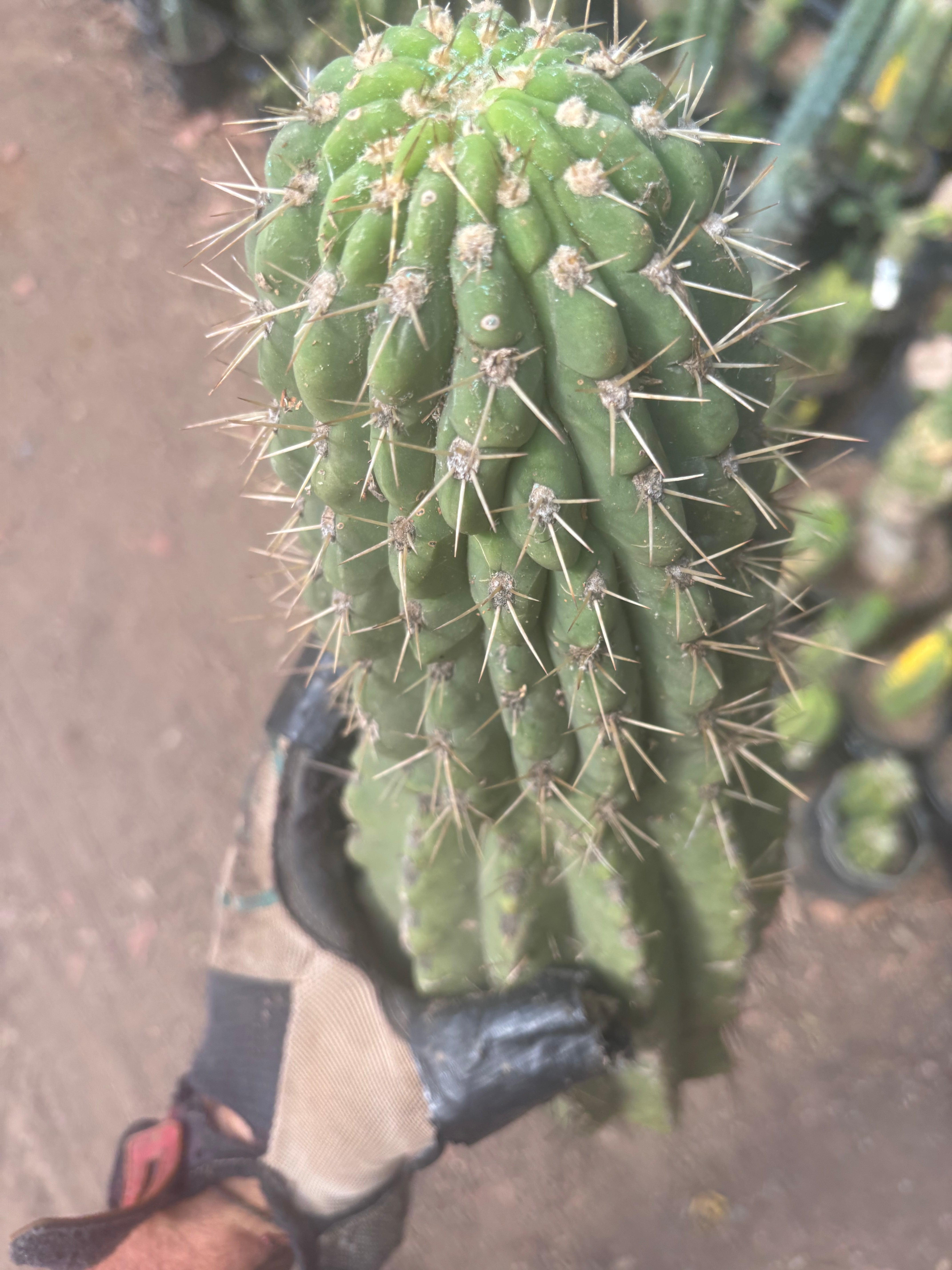 💎👑💎 Meatwad  — Massive 15” Tip