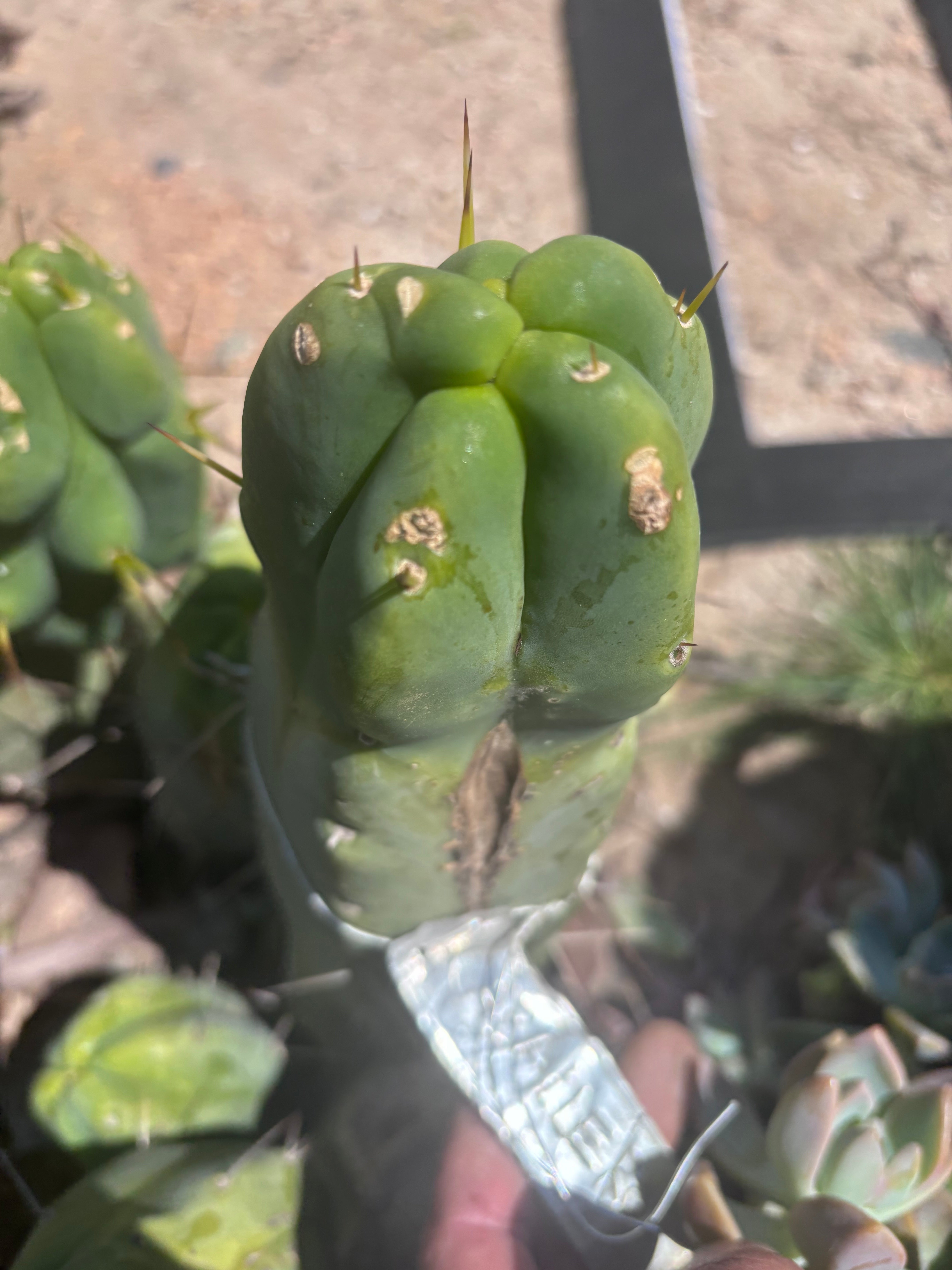 👑💎🌶️ Caballero — 9” Pup