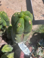 👑💎🌶️ Caballero — 9” Pup