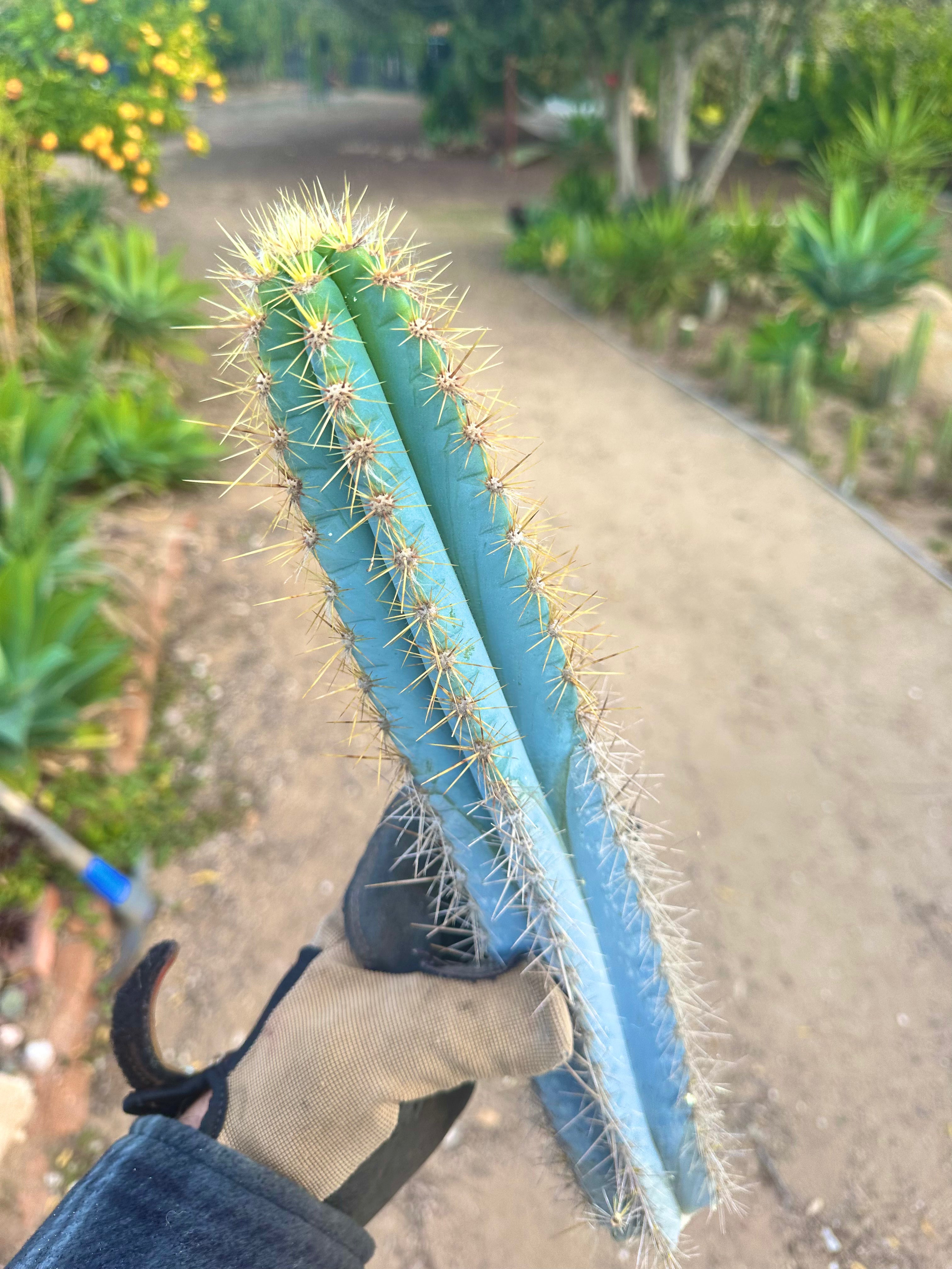 Pilosocereus Azureus   — 15” Tip
