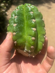 💎🦄💎 JS444 x Pluto (Cross Genus!) — Fat 5” Grenade