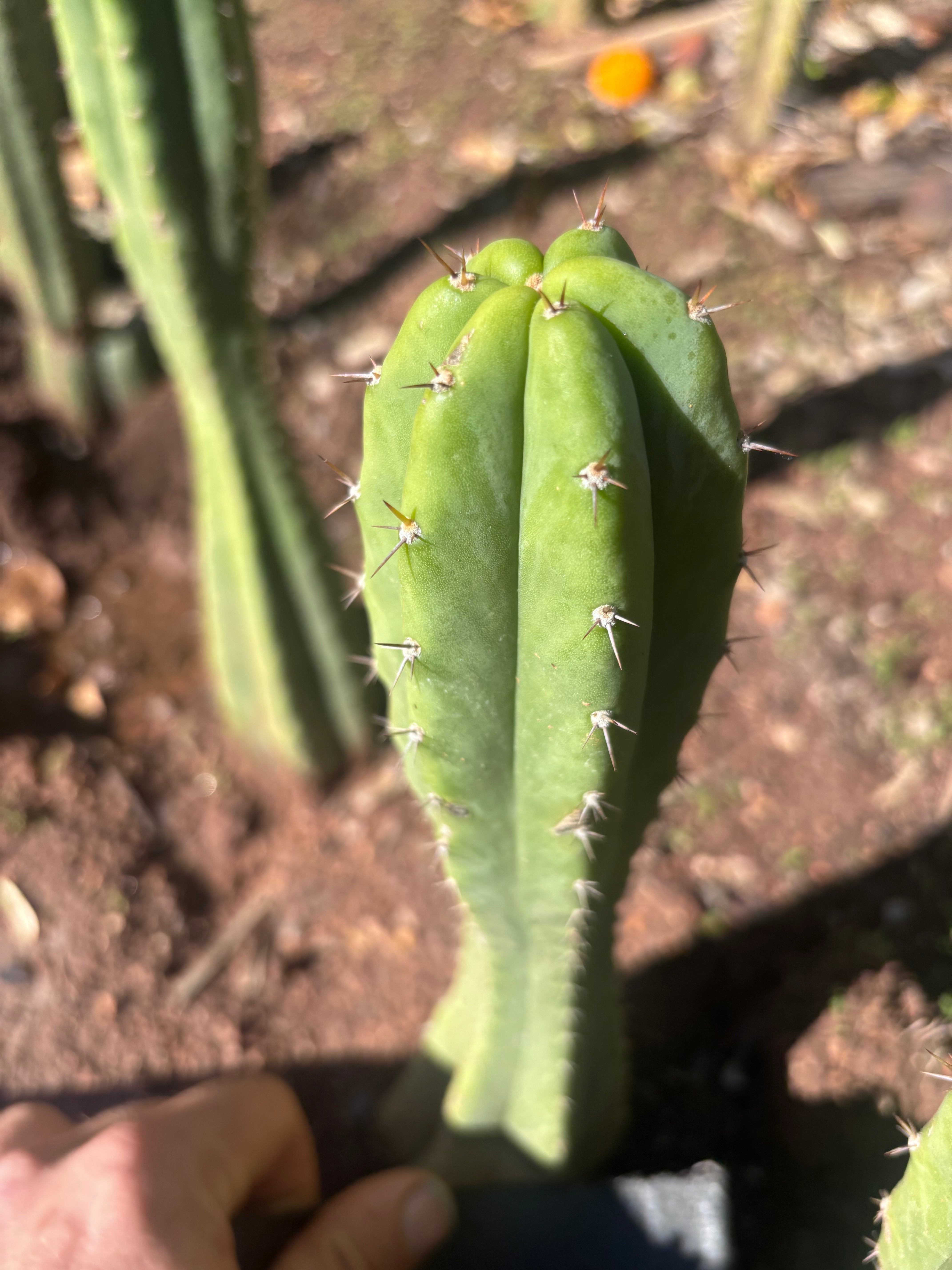 👑🌶️🌶️ Landfill — 9” Tip