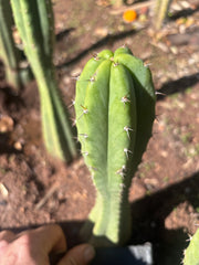 👑🌶️🌶️ Landfill — 9” Tip