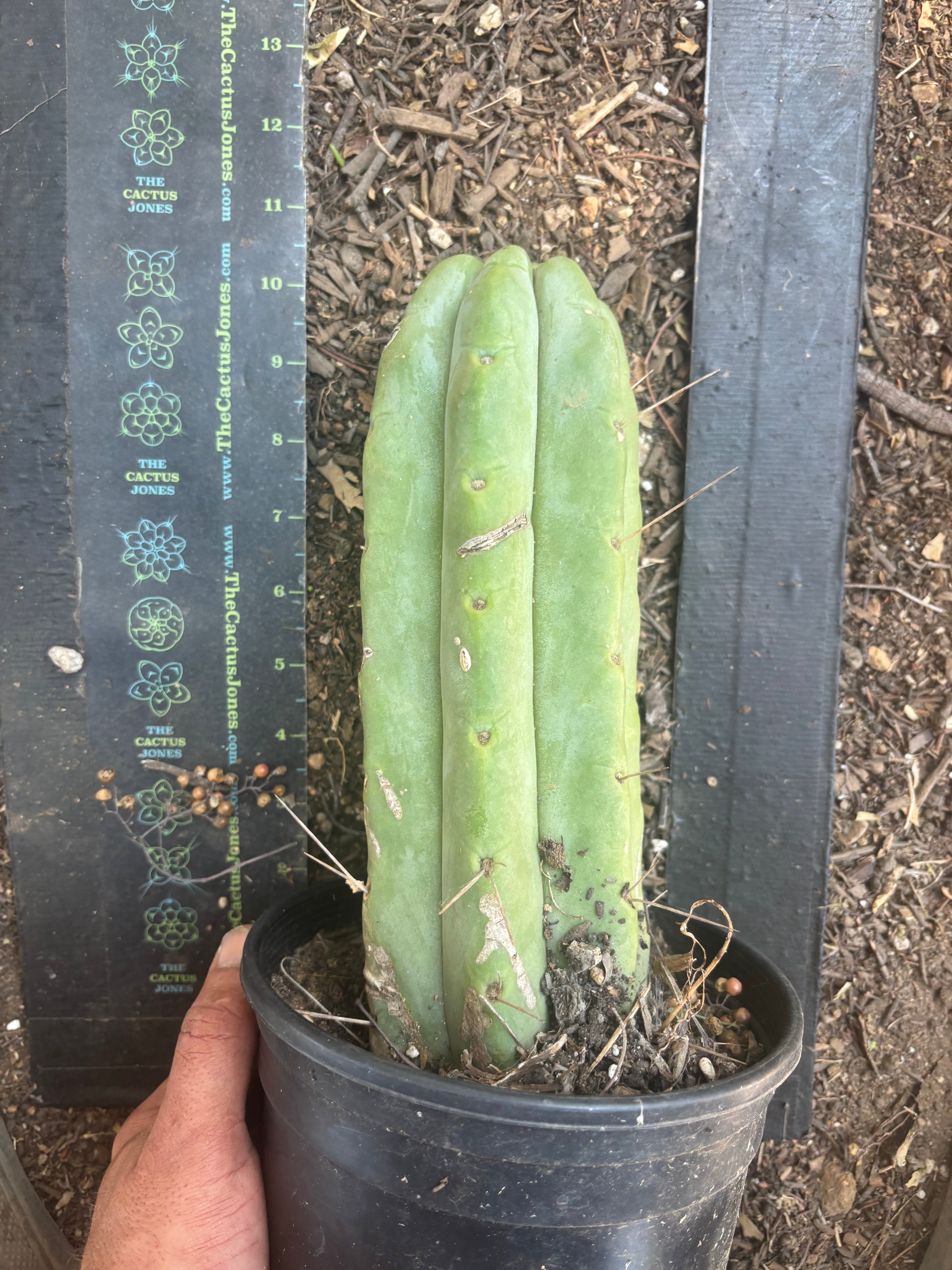 👑🌶️🌶️  Jiimz Twin — FAT Rooted 11” Tip