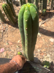 👑🌶️🌶️ Ogun — 14” Tip