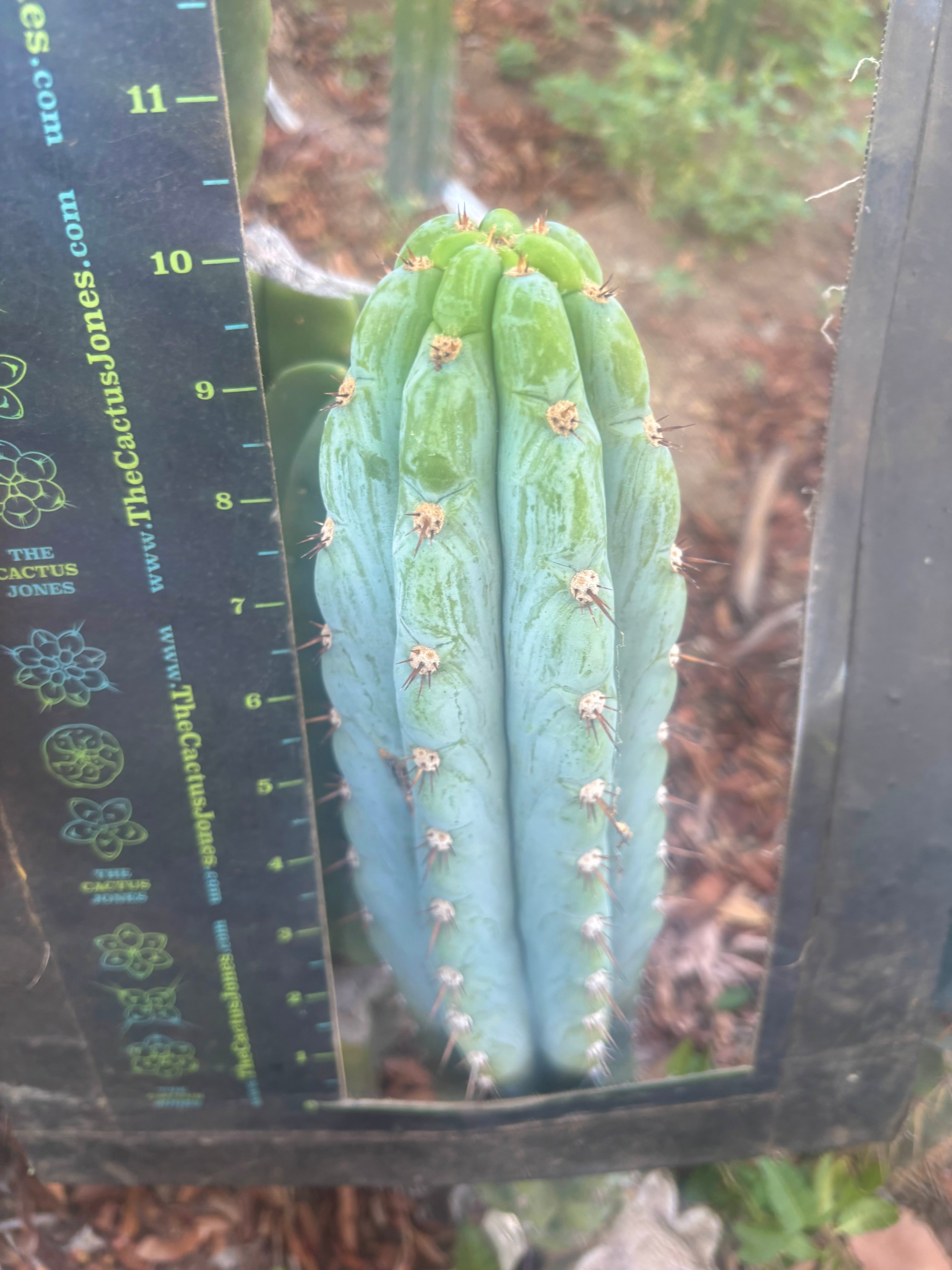 👑🌶️ Los Gentiles—  10” Tip