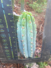 👑🌶️ Los Gentiles—  10” Tip