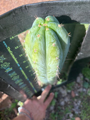💎👑🌶️ Kimnach — Beefy XL 15” Pup