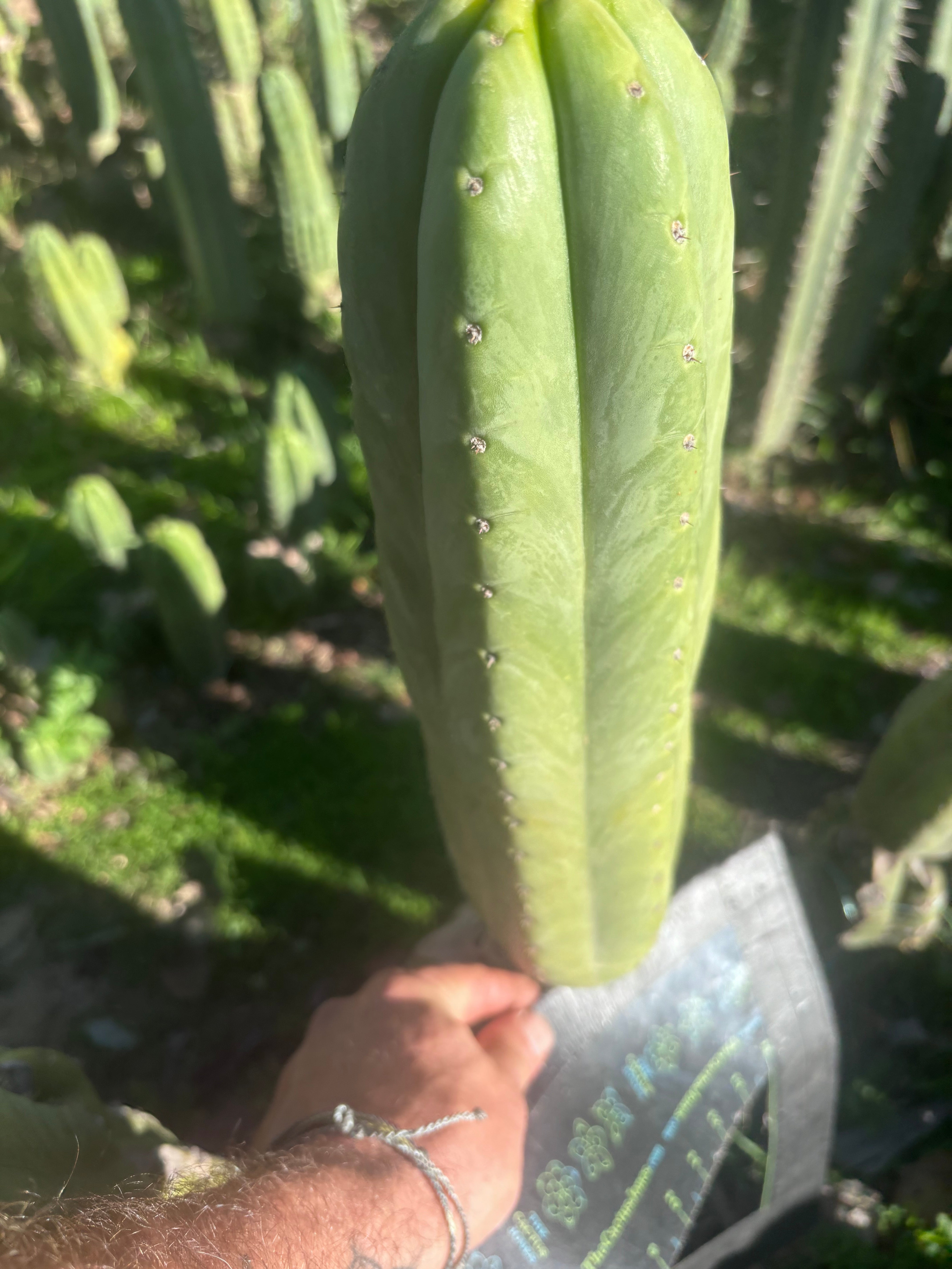 💎👑🌶️🌶️ Ogun — XL 15” Pup