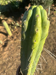 💎👑🌶️ Psycho0’  — *BIG* XXL 14” Tip