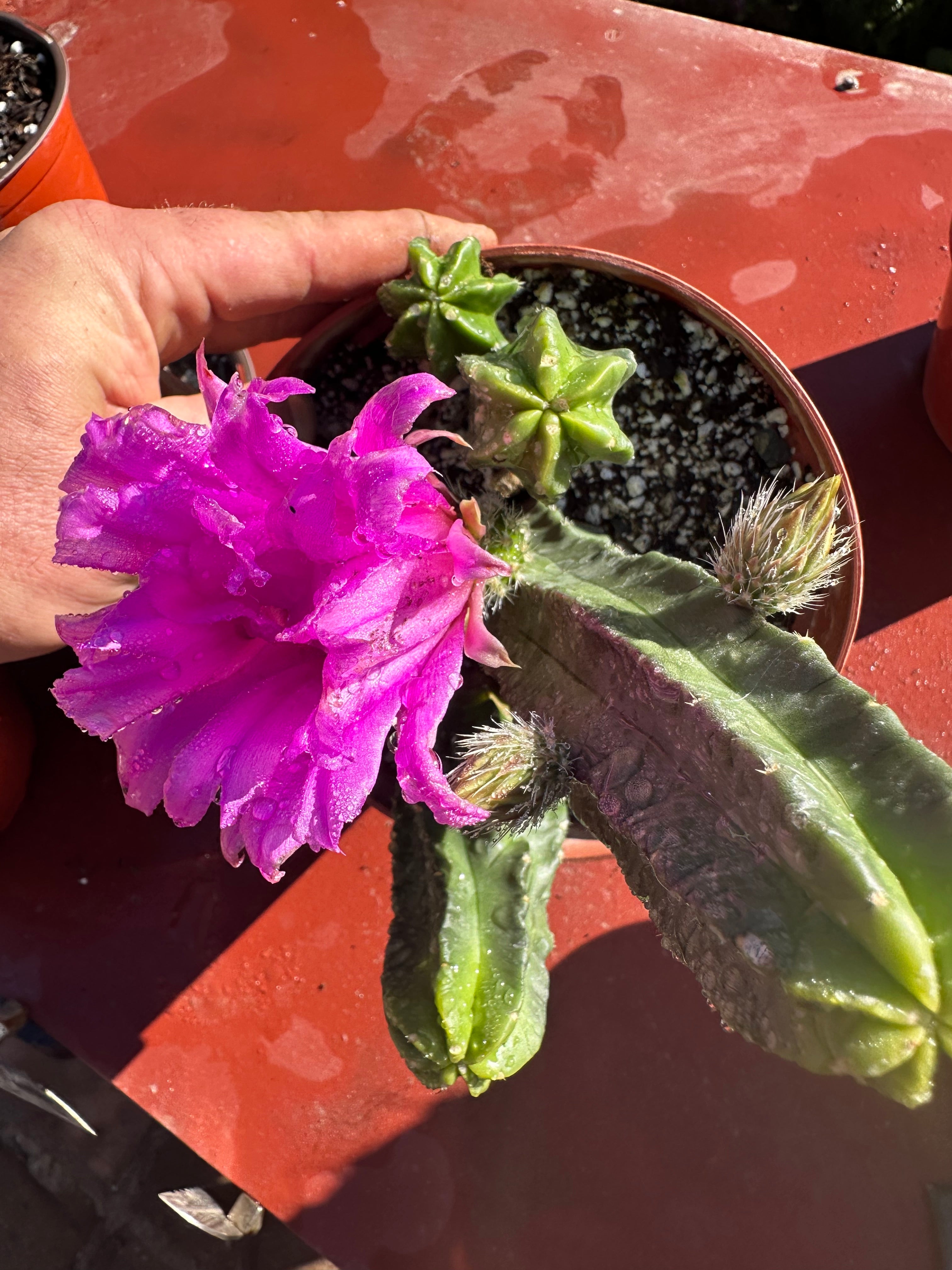 Echinocereus Viereckii — Rooted (2)