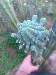 💎👑💎 Glorp — XXL Pupsplosion Graft (Re-Listing)