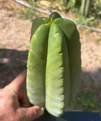👑 Aussie Scop — 9” Melon Pup
