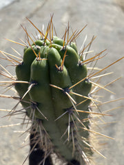 🌶️ SS02 x Kimura’s Spiny Giant   — XL 14” Pup