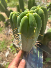 👑🌶️🌶️  Another Jiimz Twin Spine