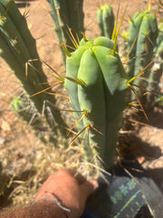 👑🌶️ Medicine Man — 14” Tip