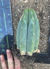 👑🌶️🌶️ Landfill — Rooted Tip