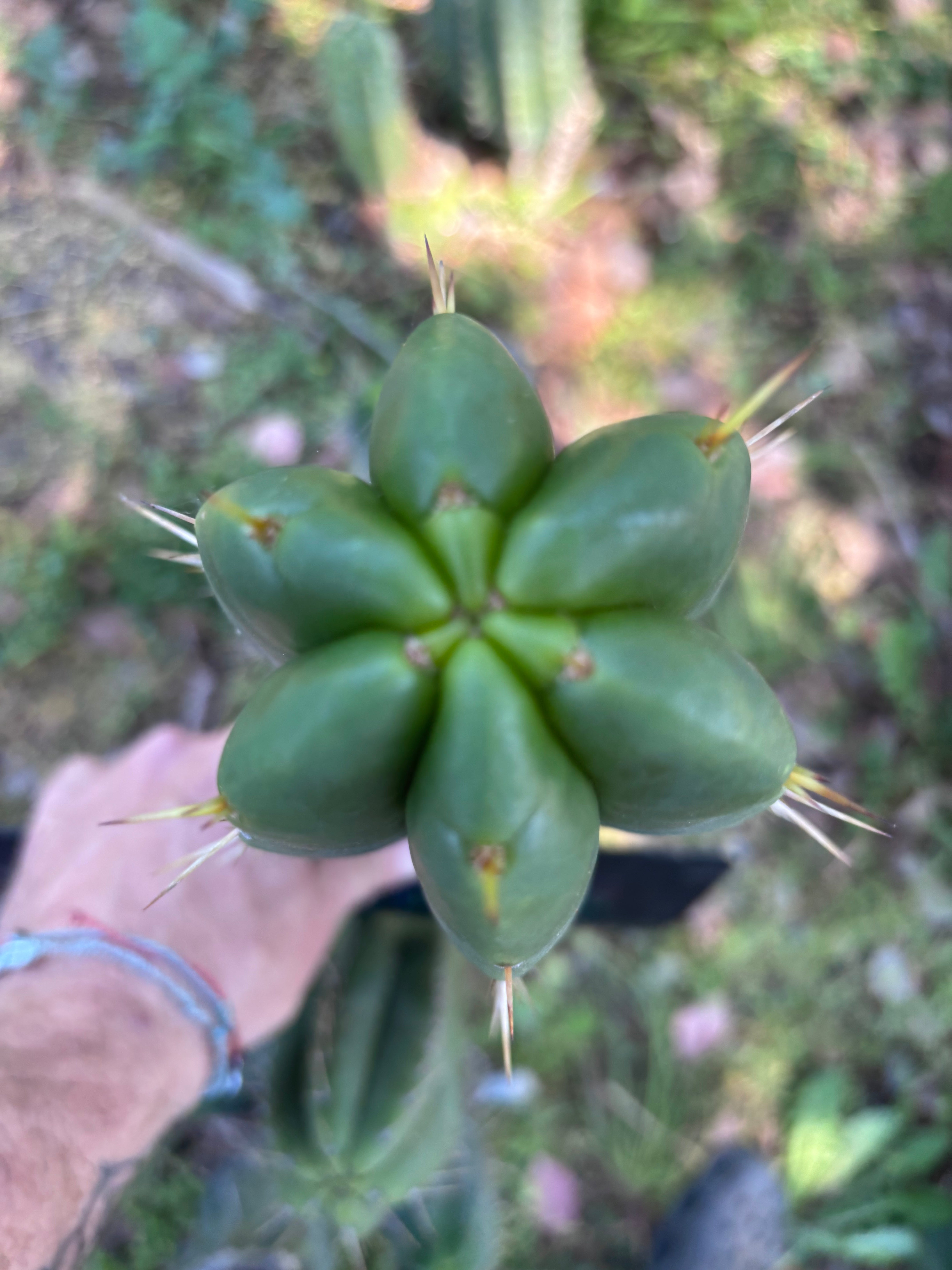👑🌶️ Malo4 (F2)  — Fat 10” Tip