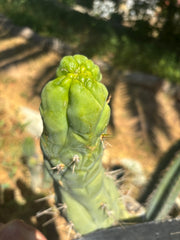 💎👑🐉 Bruce’s Dragon — Thick 8” Tip