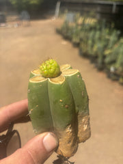 👑 Hulk’s Balls — Graft On Pierre