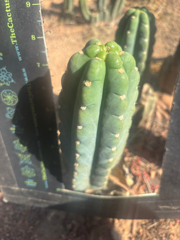 👑🌶️  Ichoca — Flawless 8” Pup