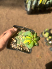💎👑💎 VFV — Rooted Tip Graft