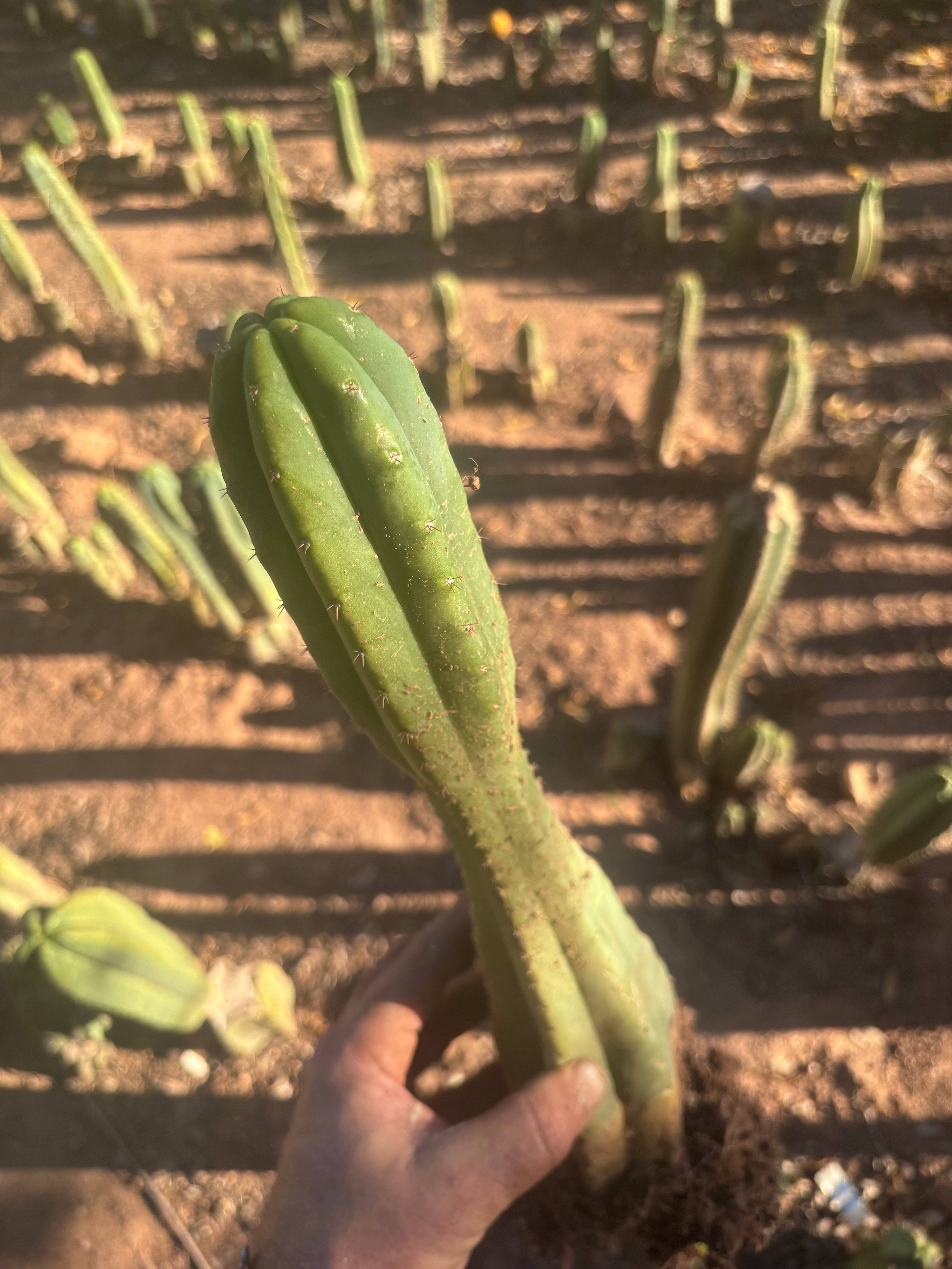 👑🌶️ Juul’s Giant — Rooted 13”
