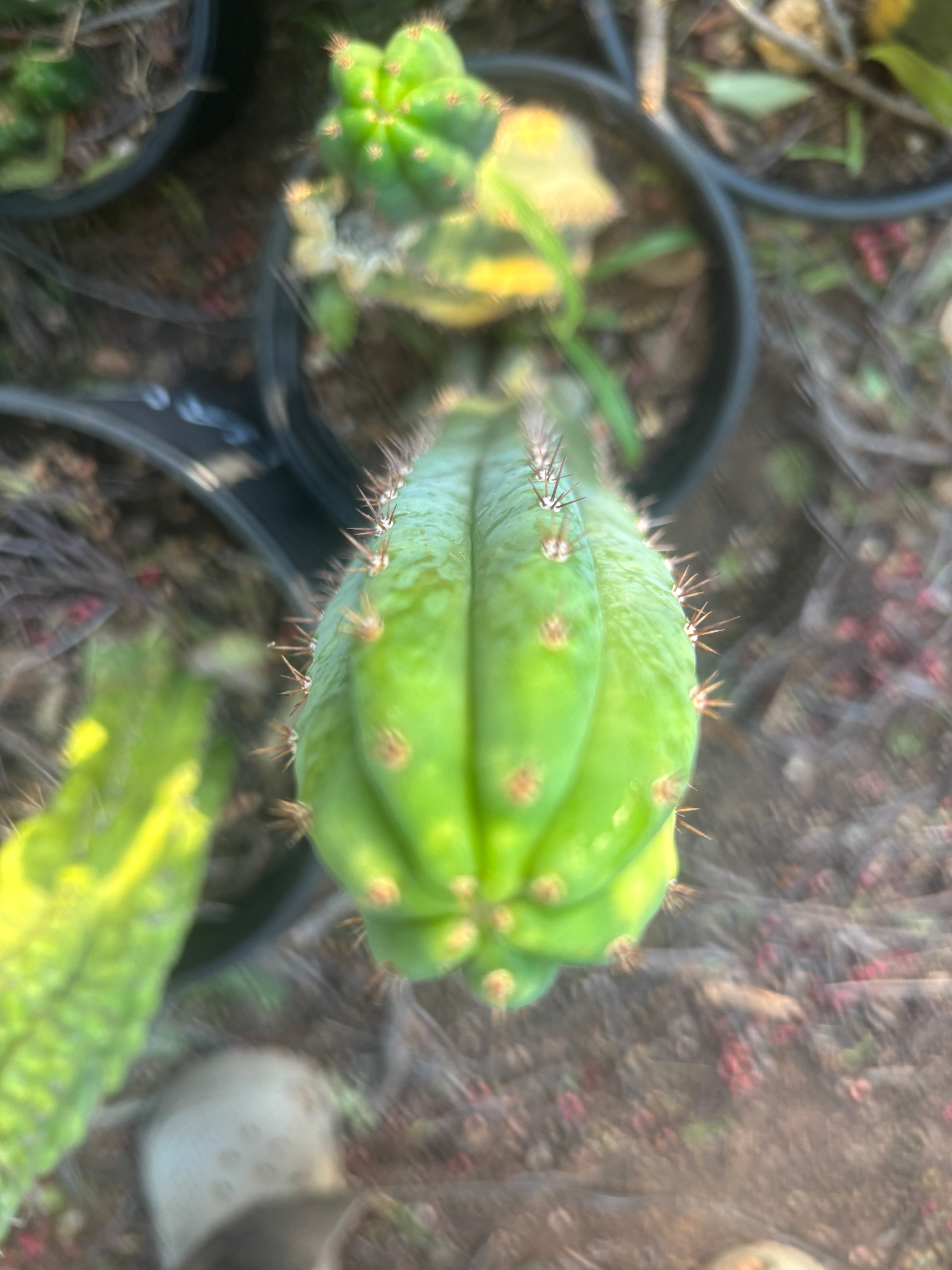 🔰 Vari Pachanoi — 8.5” Tip