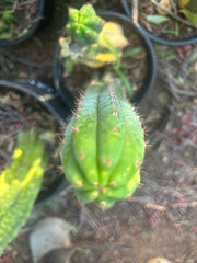 🔰 Vari Pachanoi — 8.5” Tip