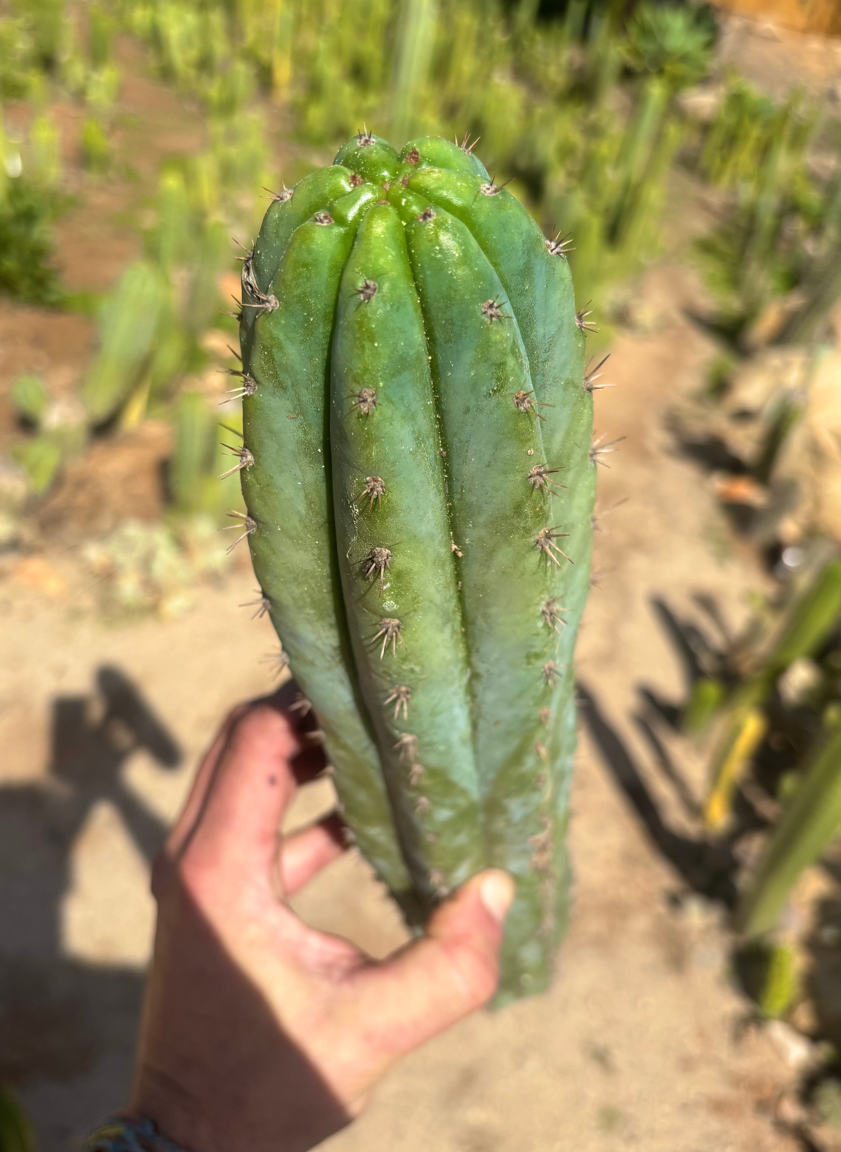 👑🌶️ Ventucky Blue — XL 16” Pup
