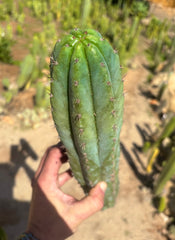 👑🌶️ Ventucky Blue — XL 16” Pup