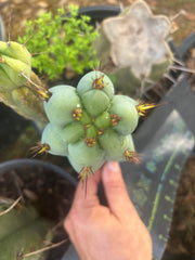 💎👑💎  Nubs! — 7” Tip