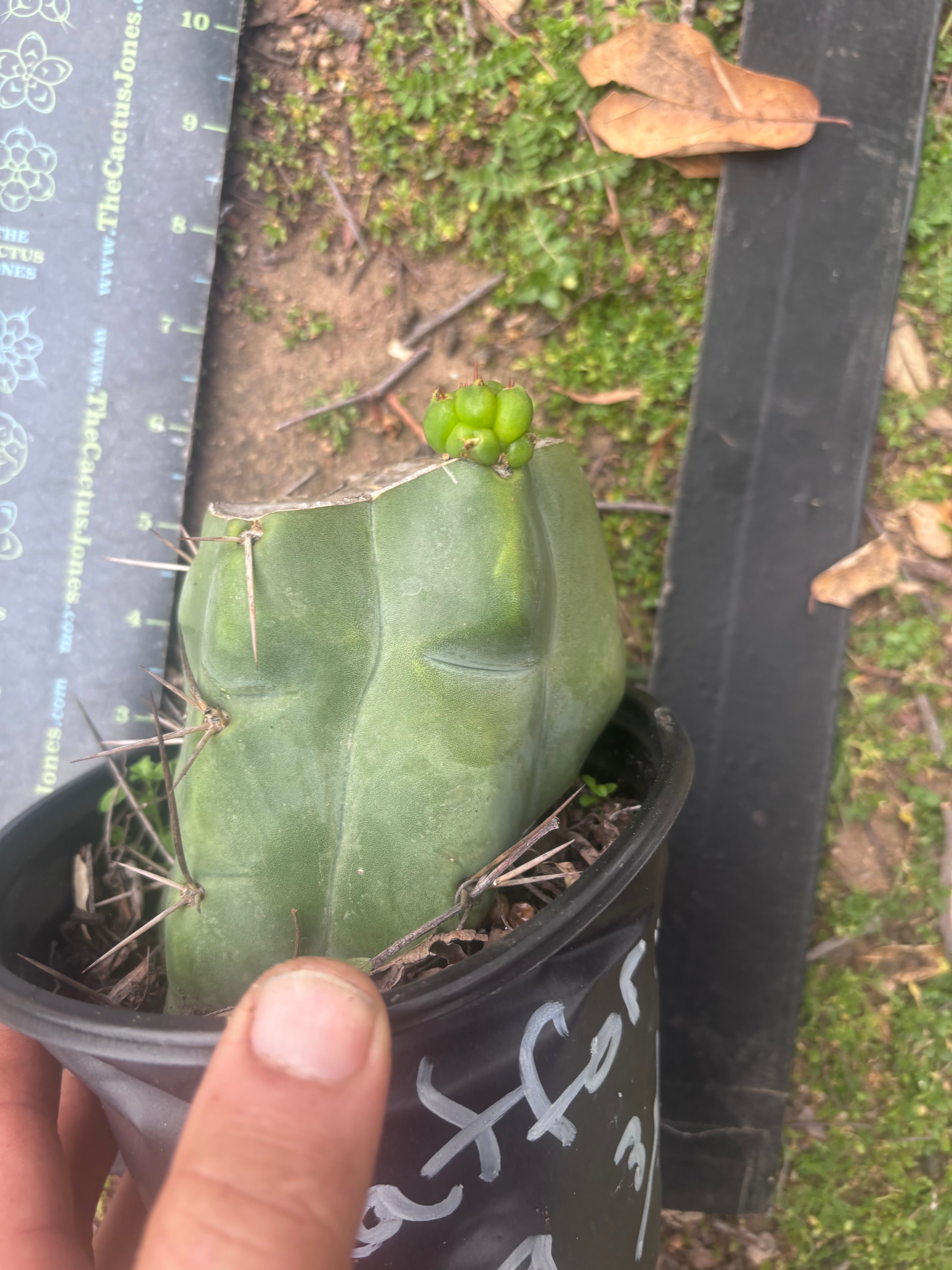 💎💎👑🌶️ Platform 9 3/4  — Rooted and Pupping Mid Chonk