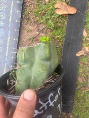 💎💎👑🌶️ Platform 9 3/4  — Rooted and Pupping Mid Chonk