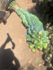 💎👑 Glorp —  XL Pupsploding Graft