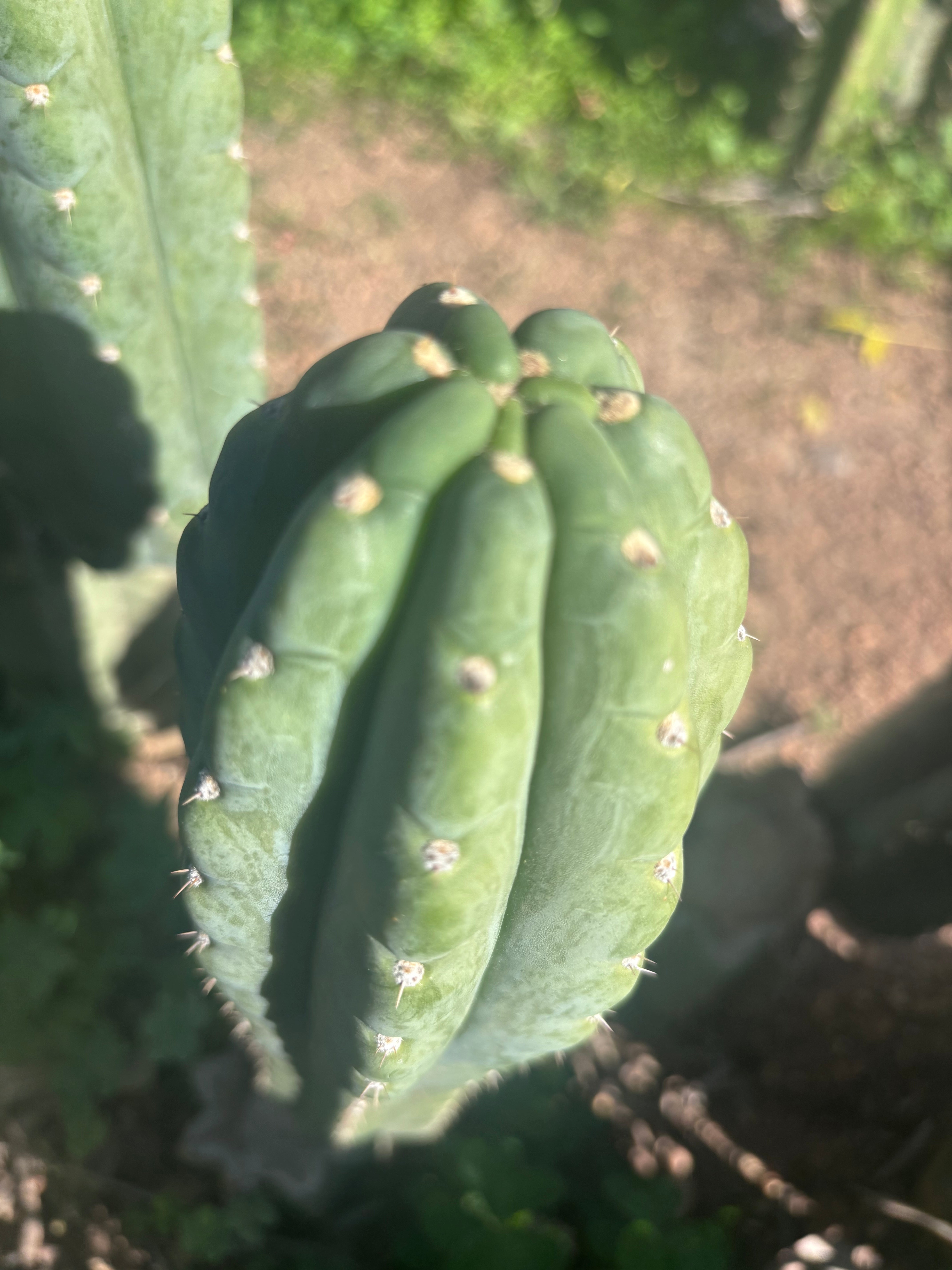 👑🌶️  Ichoca — 8” Tip