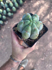 👑🌶️  Jiimz Strong Spine — Rooted Tips (Restocked)