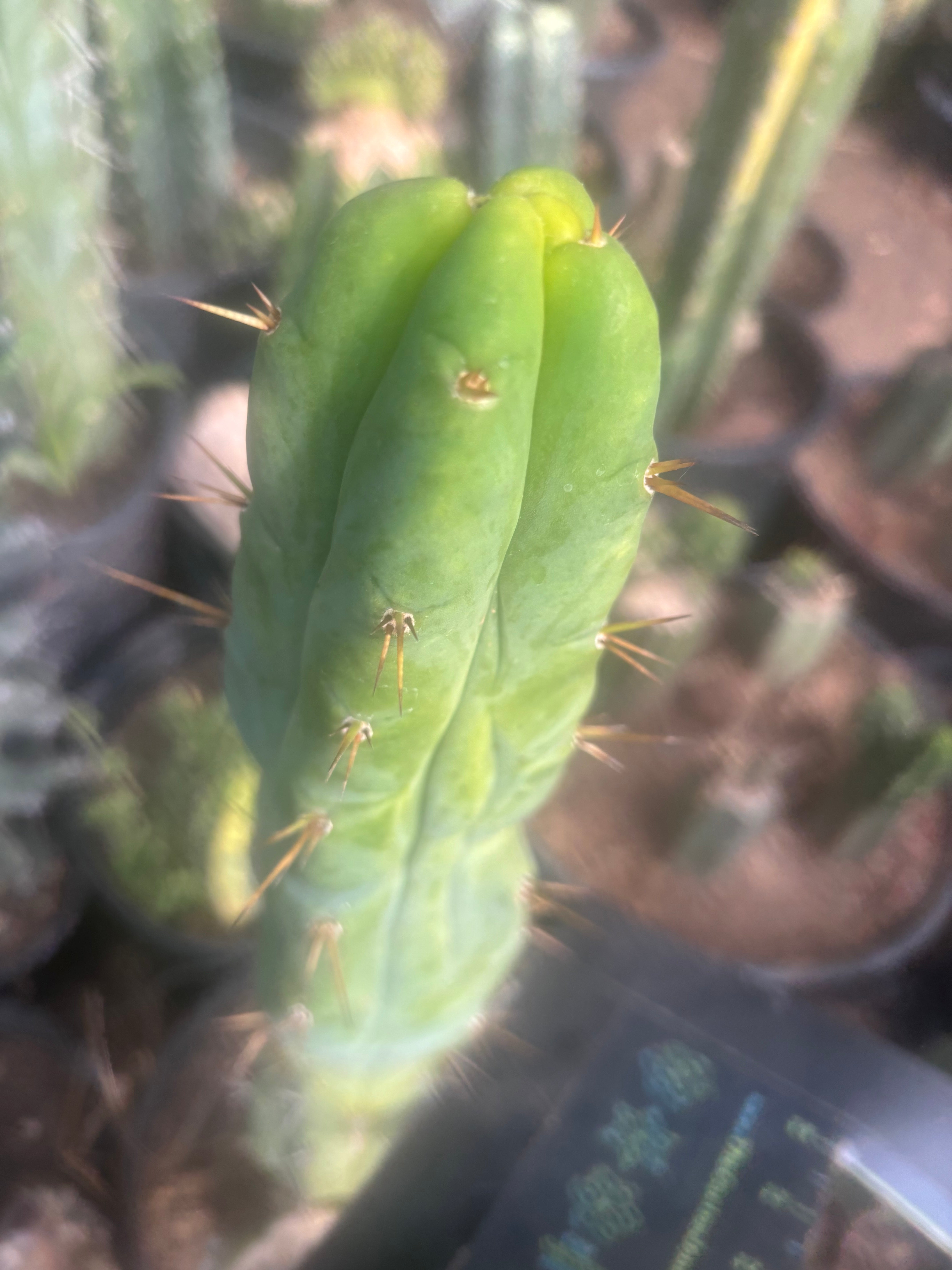 💎👑🌶️ Bruce — 9” Tip