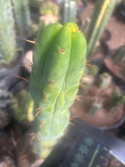 💎👑🌶️ Bruce — 9” Tip