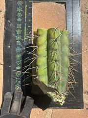 🌶️🌶️⚠️ E.R. — 9” Mega Mid