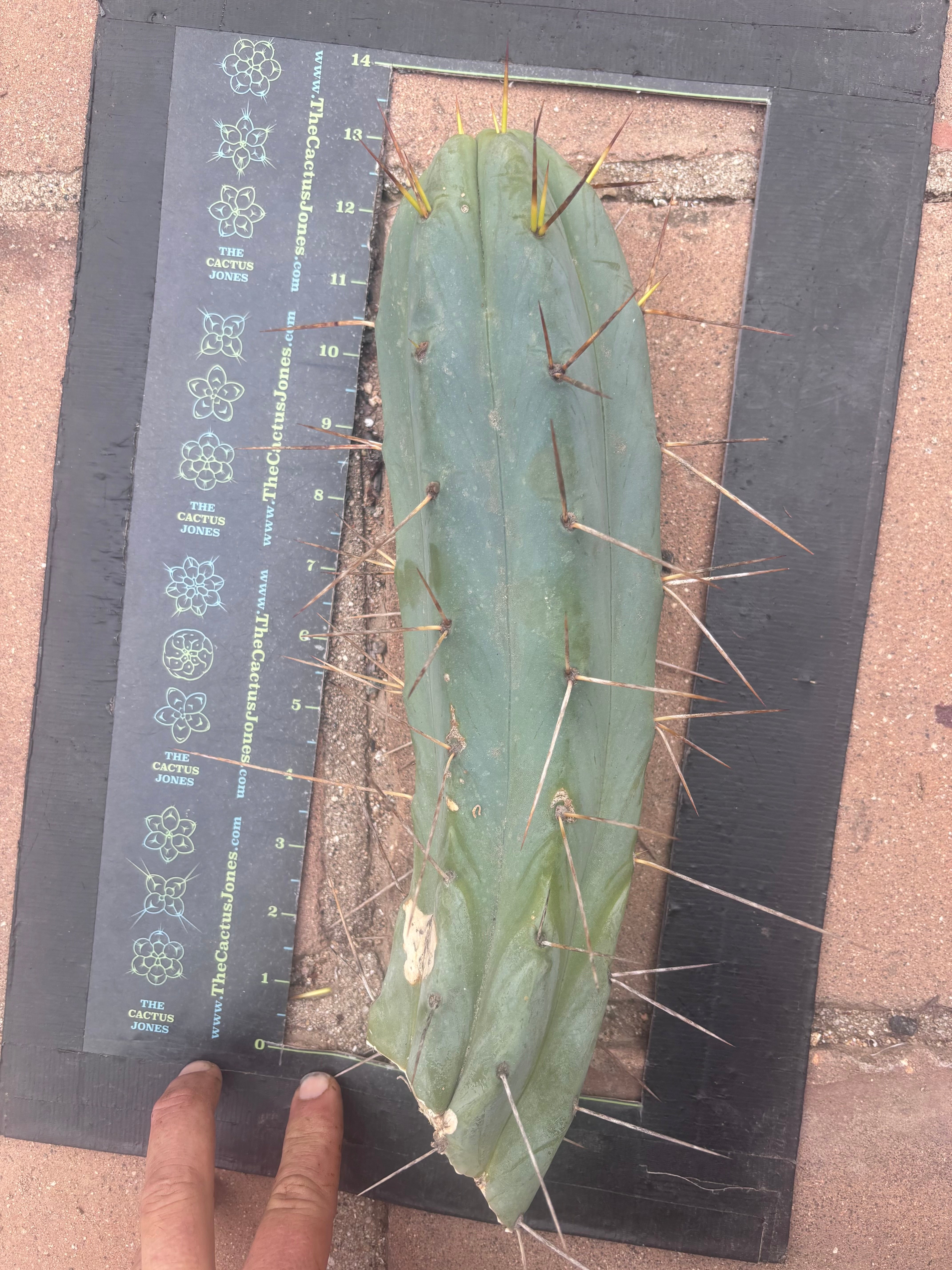 👑🌶️ Champagne — XL 14” Pup