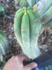 👑🌶️🌶️ Pala — 9” Pup